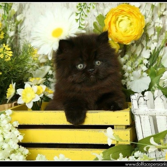 Meet your Posher, Sharon - Picture 13 of 16